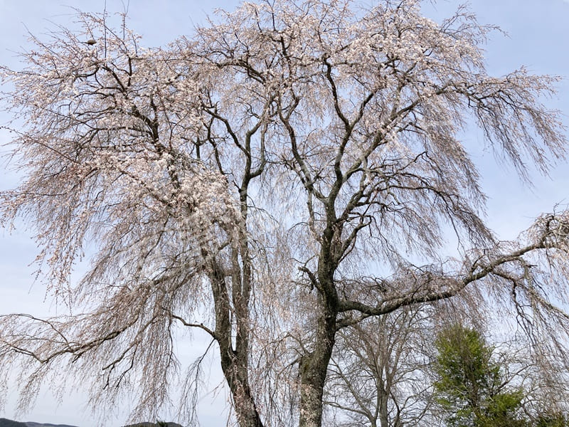 吉田川経塚の枝垂れ桜
