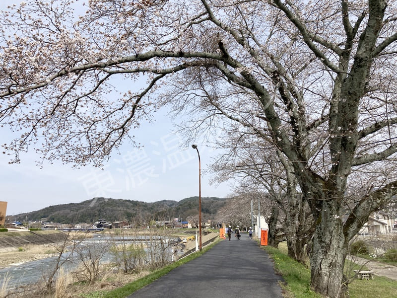 瑞浪文化センター対岸の桜
